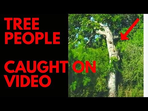 SCARY TREE Creature FILMED in Plain Sight! Real Life Tree Person Face CAUGHT ON VIDEO - STRANGE