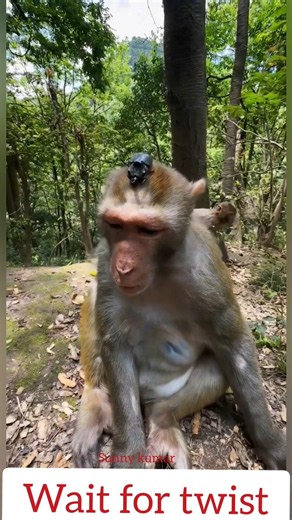 Monkeys Funny Face Expressions 🐒🤣#monkeyshorts #funnymonkey #bandar #wildlife