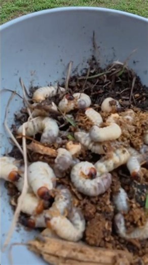 Best BLUEGILL bait EVER!