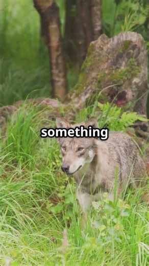 Did You Know? The Maned Wolf Mystery!!!! #tiktok