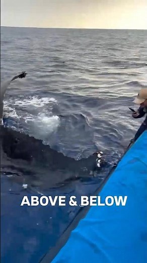 What We Saw Above… Look What Happened Below 😳🐋 #Hawaii #WhaleWatching #HumpbackWhales #BigIsland