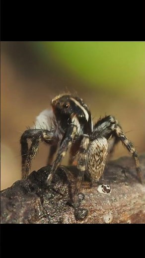 Do spiders poop? #nature #poop #fact