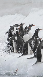 50K views · 2.9K reactions | Video by @daisygilardini / How can you...