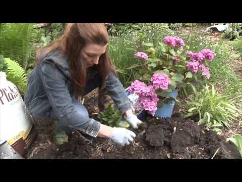 How To Turn a Hydrangea Blue
