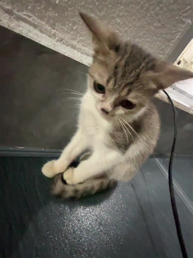 What is the 'Chan Chan Chan Chan' Sound? The Viral Trend Explained