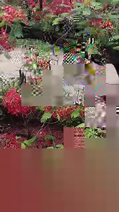 23 reactions | The Flame Tree (Royal poinciana) is on fire! Blooming throughout the Valley, this vibrant beauty, is a native from Madagascar. As you drive up to the parking lots you can see her beautiful display of fern like leaves and orange red flowers. | Waimea Valley | Facebook