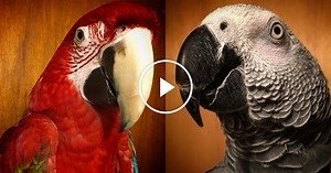 Parrots: The Highlight Reel