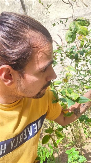 Kinkeliba: Real or Fake? #health #naturalhealth #healthadvice #naturopathy