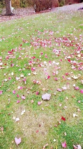 red Sun maple tree,,,,red fall color leafs 🍁