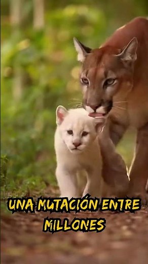 Albino Puma: The Rarest Feline in the World! There are only 4! #shorts