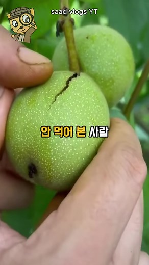 호두 재배와 손의 변색에 대한 이야기