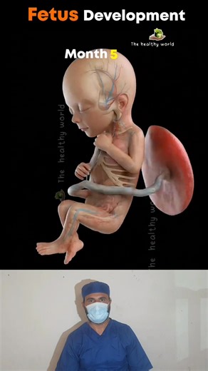 688K views · 6.4K reactions | Baby development inside the womb #babydevelopment #meditation #students #everyone #doctor #pregnancy | Dr Fatah Hamid | Facebook