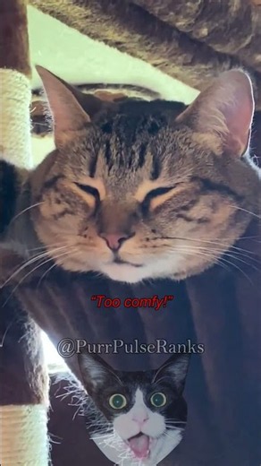 Ranking The Most Funniest Flying Cats #cat #funny #usa