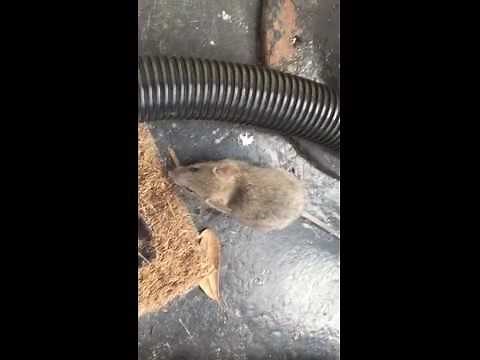 Mouse Escapes from Vacuum Cleaner