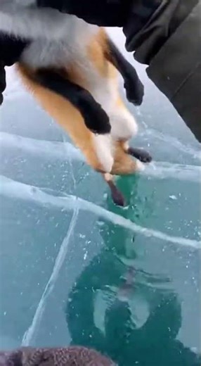 FOX SAVED FROM ICY DEATH! 🦊 What Happens Next Will Shock You! #fox #animals #rescue