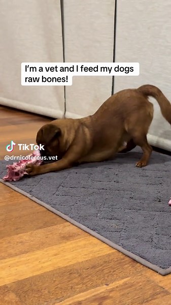 Raw Feeding for Dogs: Benefits of Bones in Diet