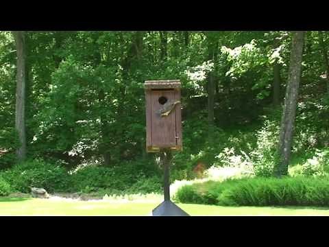 Baby Bluebirds Fledging the Nest