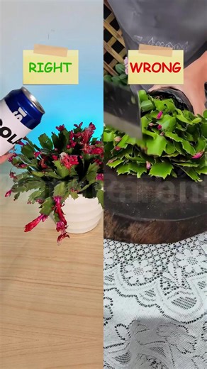 Identify Plants, Diagnose Diseases, Customize Care Tips, Become a Better Plant Parent🌸🌸🌸 | Plant Parent