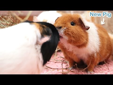 New Guinea Pig Introduction