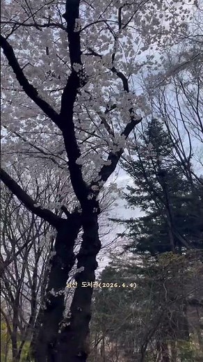 Namsan Library in Seoul, Korea(남산도서관 2026.04.04) #seoultravel #seoul #namsanlibrary #namsan #남산공원
