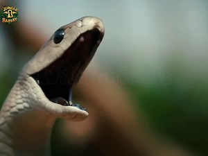 1.7M views · 24K reactions | Black Memba snack | Jungle Key Baatay | Facebook