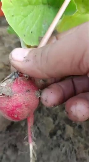 Lal Mooli Kaise Ugayen | Red Radish Growing Method At Home