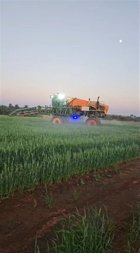 Aplicando Fungicida no Trigo