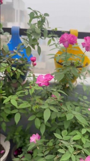 Beautiful multicolor rose flowers blooming at my terrace garden 🌈🌹#flowers #flowerbloom #garden