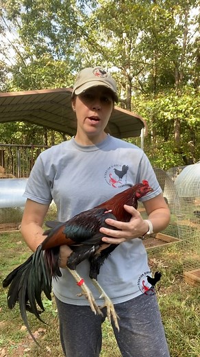 13K views · 413 reactions | Super nice Ruble Hatch stag available, Leg band 712. #hatchfowl #ruble #rublehatch #broodfowl | Scorpion Ridge Game Farm | Facebook