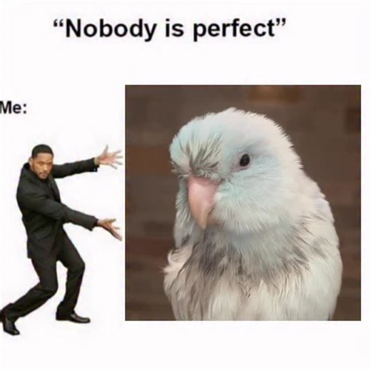 @myperfectflock on Instagram: "Let me show you perfection 😍😍☺️☺️ #pets #birds #love #cute #parrotlet"