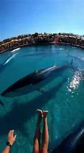 Waterslide into pool full of giant fish #funny #memes