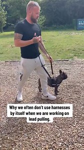361K views · 2K reactions | Why We Don’t Often Use A Harness #frenchie #dogs #dogtraining #southenddogtraining | Southend Dog Training | Facebook