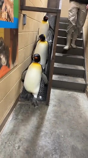 Penguin Parades are back! 🐧 #cincinnatizoo #animals #penguin | Penguin | 23.9M Views