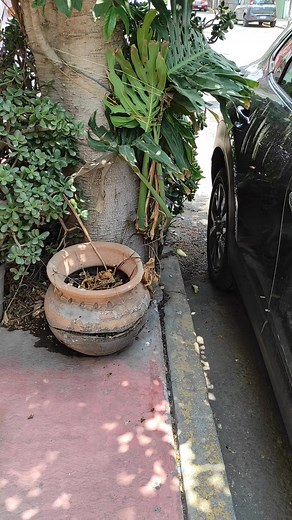 632K views · 7.2K reactions | Monstera deliciosa o costilla de Adán  #mexico #plantlife #plantlover #jardin #ornamental #monstera #plantas #foryou #parati #virals #planta #verde #plant #amolasplantas #plantlove #triste | Sueños Plantiles | Facebook