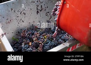 Grape harvesting. viticulture. close-up. handmade harvesting of vineyard. Farmers cut bunches of ripe grapes and put in large buckets. Next, the grapes are poured into the back of a tractor for