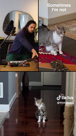 This cat heard our song & started singing along!! 🙀 🎥: @auscats #s...