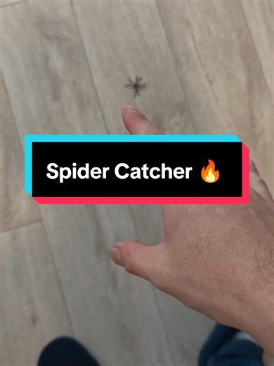 Effective Spider Catcher Tool for Home Use