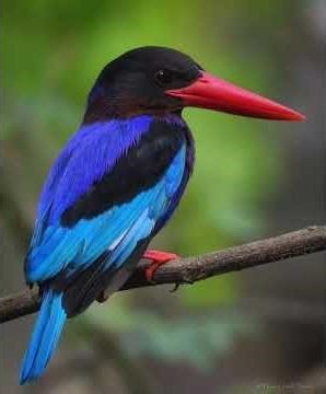 le Martin-pêcheur de Java (Halcyon cyanoventris), un oiseau emblématique des zones d’Indonésie