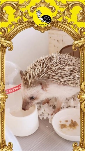 子育て中のハリネズミママ、ごはんモグモグお水ゴクゴク #ハリネズミ #hedgehog #赤ちゃん #家族