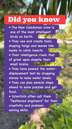 12 reactions | The New Caledonian crow #facts #DidYouKnow | TaleB Show | Facebook