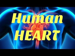 Human Heart | How doest Heart function | SA node vs AV node