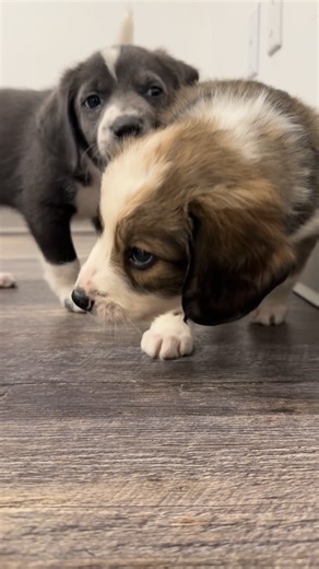 Rescue City 🐶 | DAVIE & DASHER. Both extra cute, adoptable and bring the party and nap time vibe to the functions. 🐶 Breed: Flat-Coated Retriever Mix... | Instagram