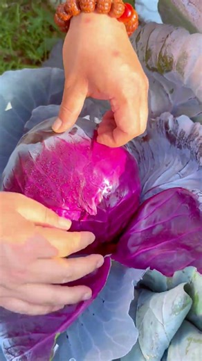 Harvesting Vibrant Purple Cabbage with Care in the Field