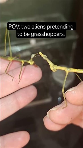 Horsehead grasshoppers greeting each other #youtubeshorts #insects #funny