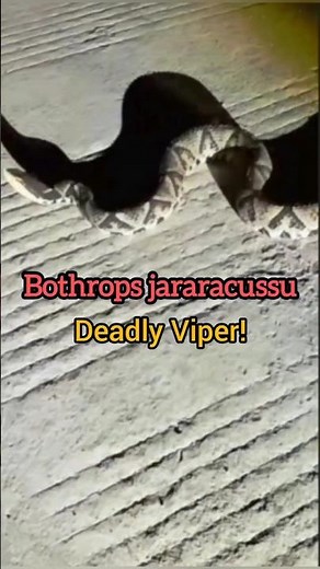 Bothrops jararacussu– The Deadly Viper of South America