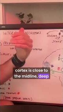 The power of the ventral medial prefrontal cortex & Autism #autistic #science
