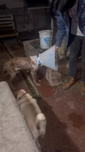 Saving Huey Foundation on Instagram: "Morgana is out of the hospital, and just look at her little tail wag!!! Morgana is skin and bones, but she will put weight on now that she has arrived at Casa Duran. Thank you to everyone who believed that Morgana deserved a better life. Read Morgana’s story by searching #shfmorgana #savinghueyfoundation #finishingwhatwestarted #shfmorgana"