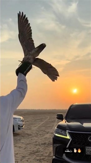 FALCON CHASING PIGEON IN DESERT 🔥🦅🔥#falcon #falcons #pigeon #wildlifeentertainment #wildlife #shorts
