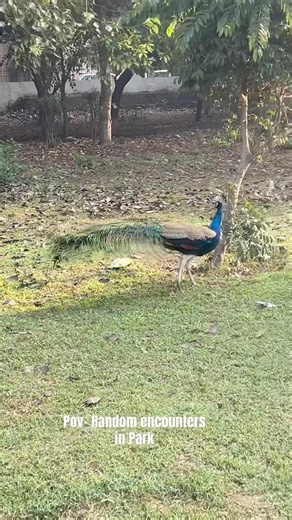 Random Encounters in Parks of Delhi #nature #dogs #delhi #animallovers #shorts