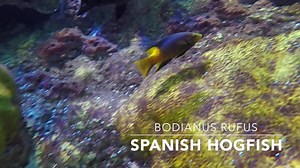1.4K views · 87 reactions | The Spanish hogfish is purple and yellow beauty that lives in the 200,000-gallon Giant Ocean Tank. Juveniles act as cleaner fish, grazing on dead skin and ectoparasites found on larger fish. | New England Aquarium | Facebook